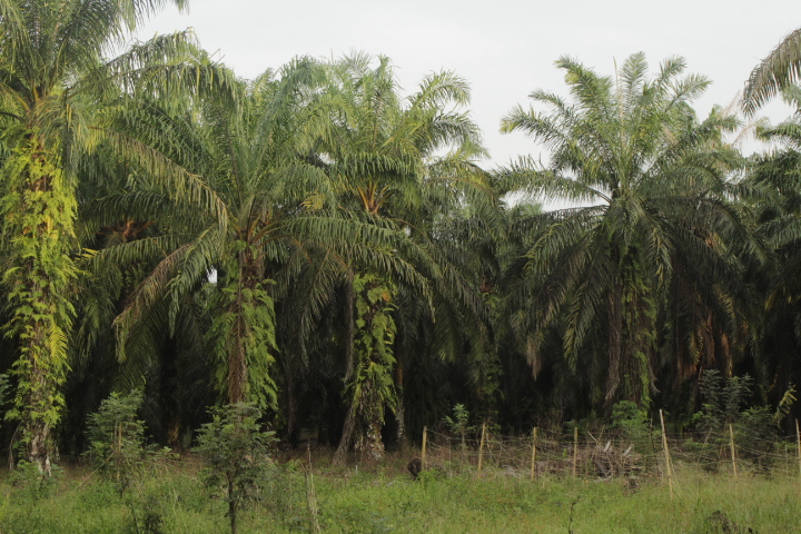 Kelapa Sawit
